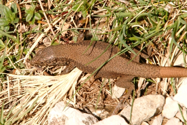 Podarcis muralis